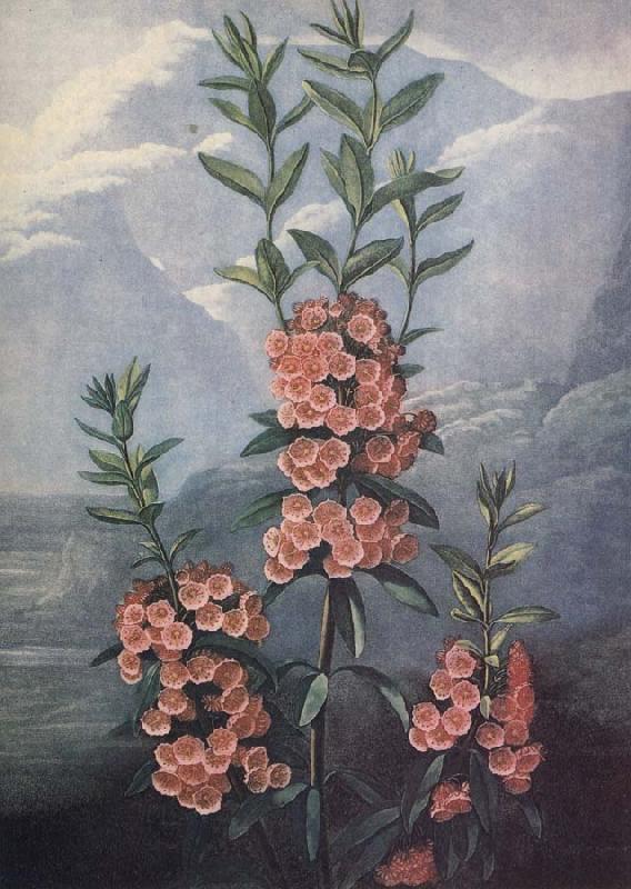 unknow artist slaktet kalmia ar uintergrona buskar med vackra blommor och dekorativt finns sju arter i stra nordamerika oil painting picture